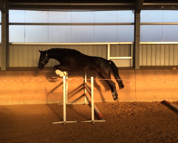 Pferd Don Heli (Hannoveraner, 2013, von Don Index)