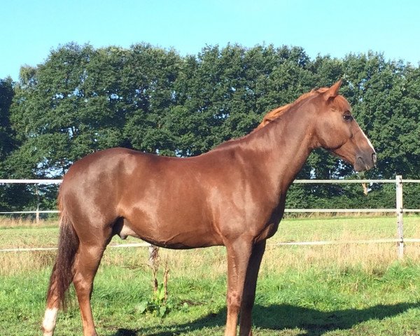 Dressurpferd Bijou (Sachse, 2003)