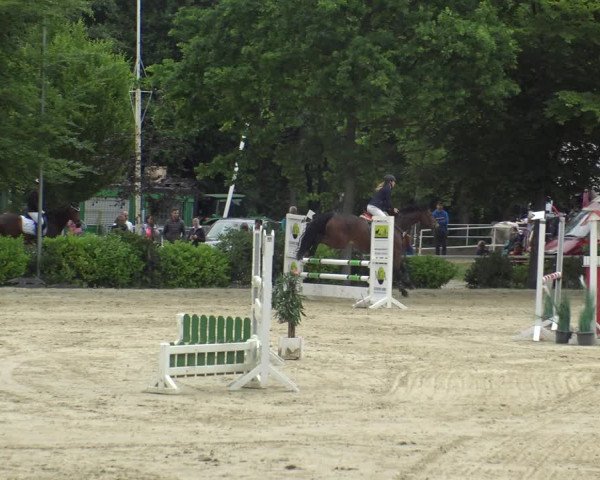 Reitturnier Bochum-Nord 2019