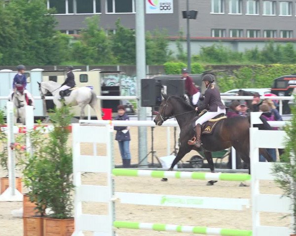 Reitturnier Münsingen 2019