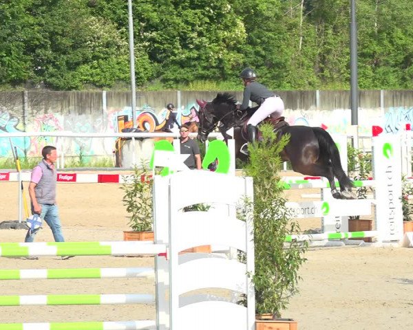 Reitturnier Münsingen 2019