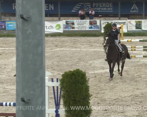 Reitturnier Plaffeien 2019