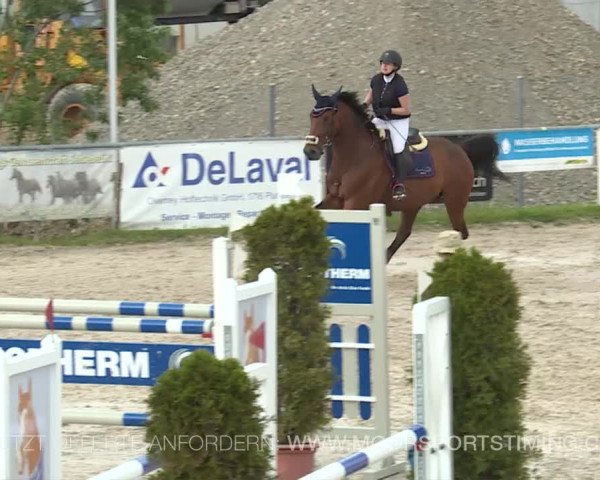 Reitturnier Plaffeien 2019