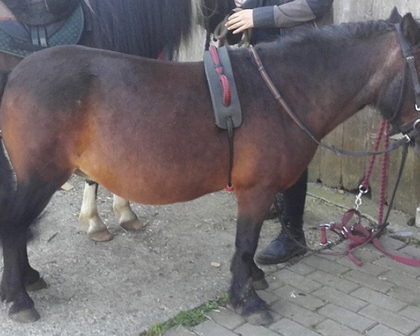 Zuchtstute Ronja (Shetland Pony, 1993, von Opal)