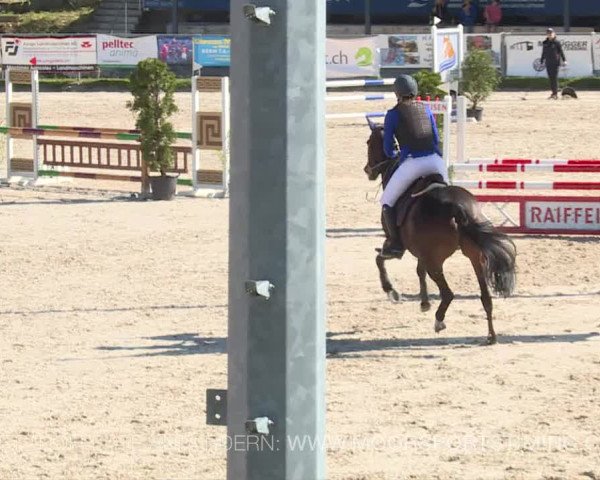 Reitturnier Plaffeien 2019