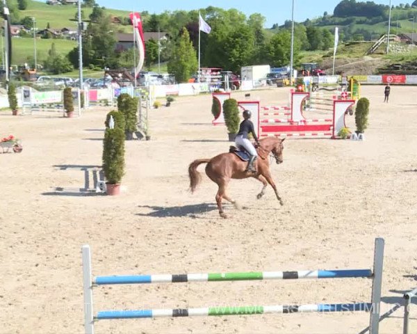 Reitturnier Plaffeien 2019