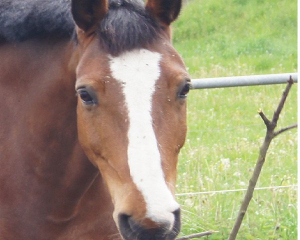 jumper Snoopy 422 (German Riding Pony, 2003) jumper Snoopy 422 (German Riding Pony, 2003)