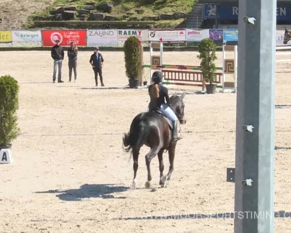 Reitturnier Plaffeien 2019