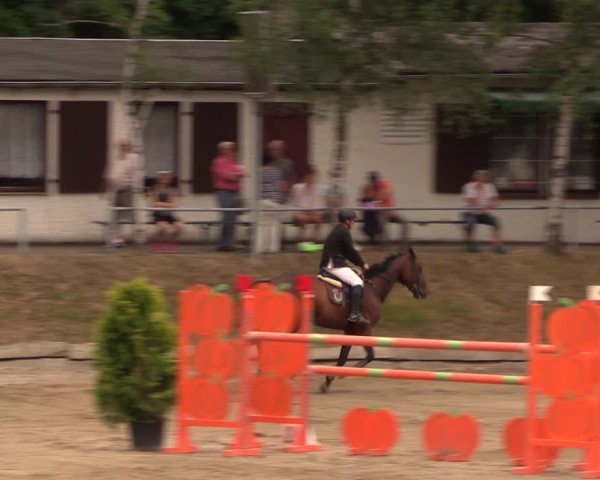 Reitturnier Lgl.-Oberhain, B95 2019