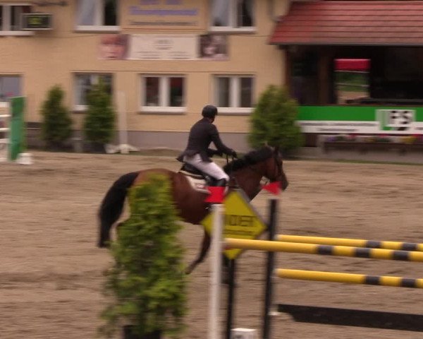Reitturnier Lgl.-Oberhain, B95 2019