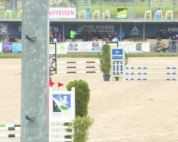 Reitturnier Plaffeien 2019