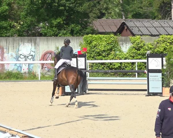 Reitturnier Münsingen 2019