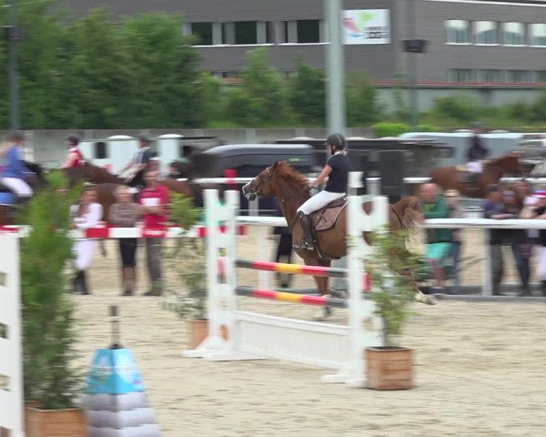 Reitturnier Münsingen 2019