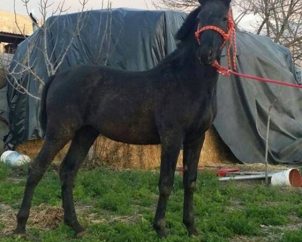 Springpferd Danko SM (Pura Raza Espanola (PRE), 2016, von Elegante Mestas)