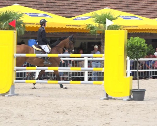 Reitturnier Zug 2019