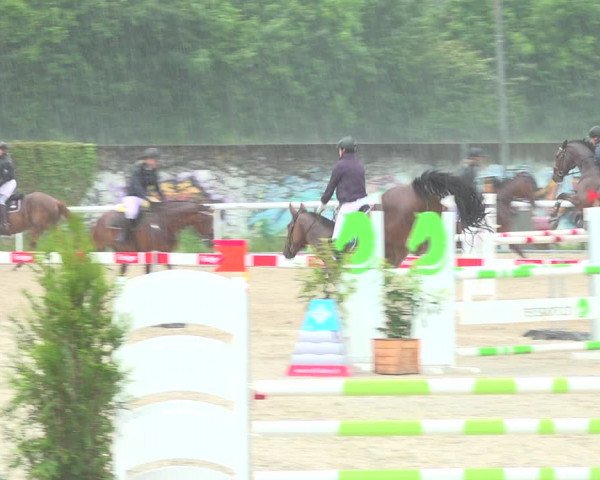 Reitturnier Münsingen 2019