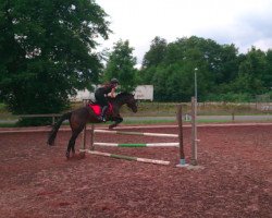 eventing horse Devil's Dope xx (Thoroughbred, 1993, from Zalazl xx)