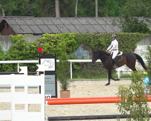 Reitturnier Münsingen 2019