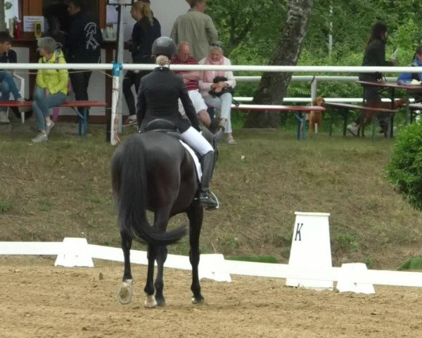 Reitturnier Nußloch 2019