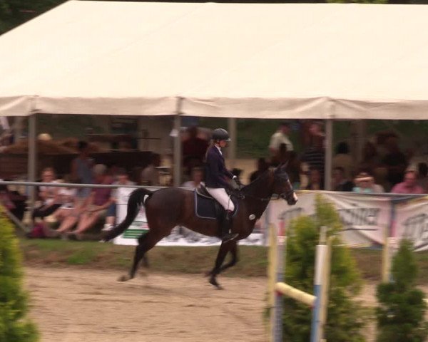 Reitturnier Lgl.-Oberhain, B95 2019