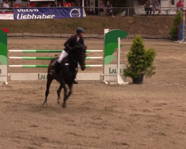 Reitturnier Lgl.-Oberhain, B95 2019
