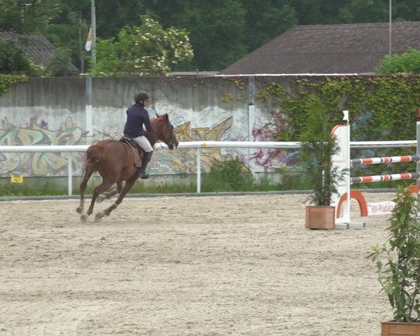 Reitturnier Münsingen 2019