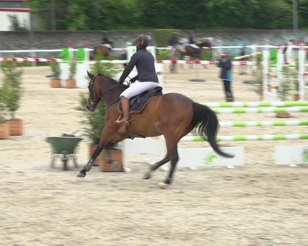 Reitturnier Münsingen 2019