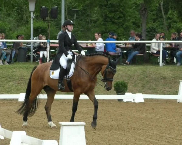 Reitturnier Nußloch 2019