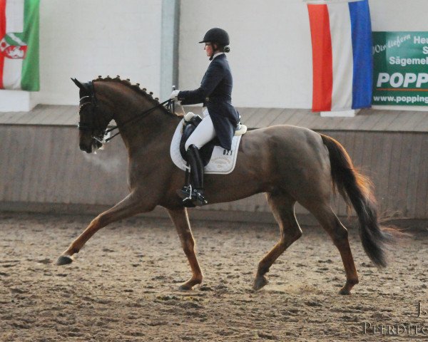 Dressurpferd Donero 6 (Hannoveraner, 2006, von Don Schufro)