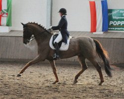 Dressurpferd Donero 6 (Hannoveraner, 2006, von Don Schufro)