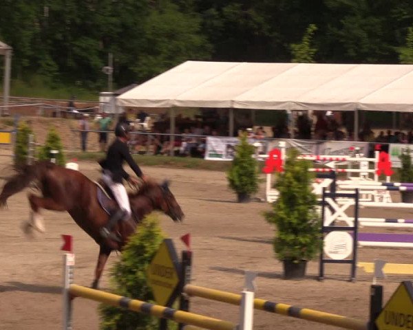 Reitturnier Lgl.-Oberhain, B95 2019