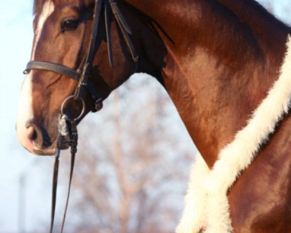horse Clarisall (Holsteiner, 2012, from Clarimo Ask)