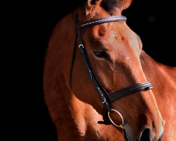 Dressurpferd Wondrous CE (Hannoveraner, 2005, von Worldly I)