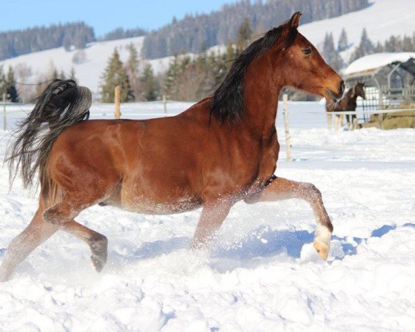 Horse Sardiqh (Arabian, 1998, from Saltando)