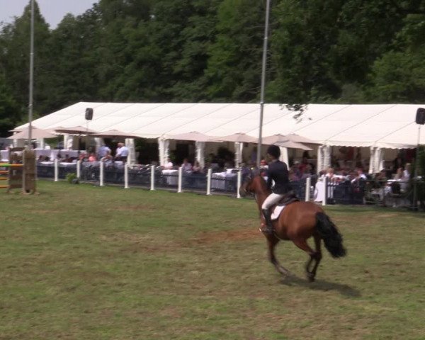 Reitturnier Borken 2019