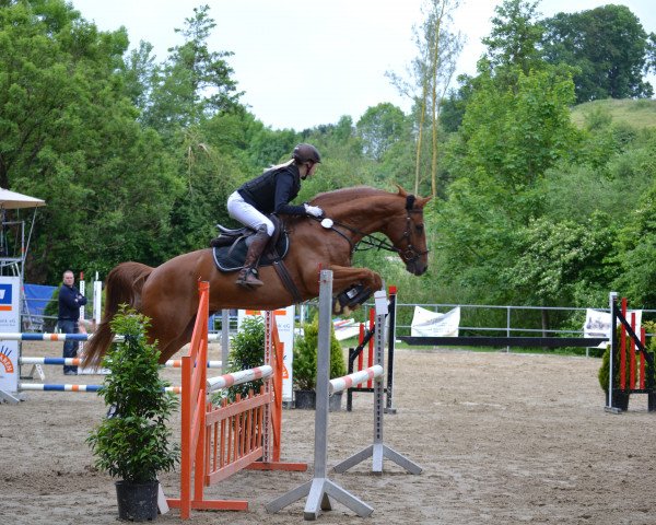 Springpferd Solero 74 (Oldenburger, 2007, von Serano Gold)