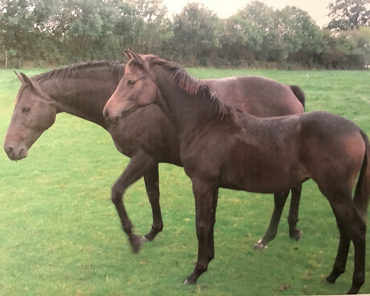 Zuchtstute Noble-Deern (Holsteiner, 1998, von Heraldik xx)