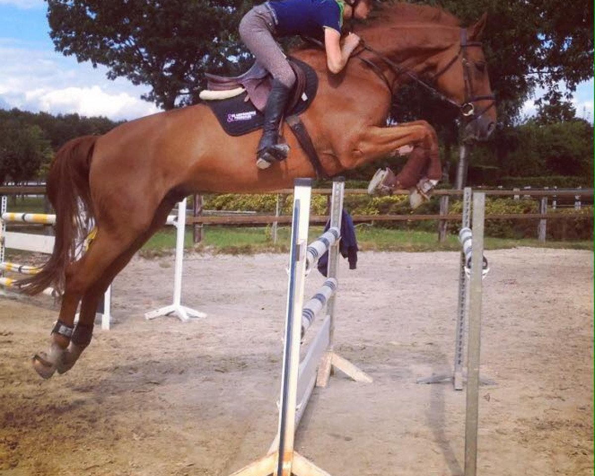 jumper Stakkalu (Hanoverian, 2008, from Stakkato)