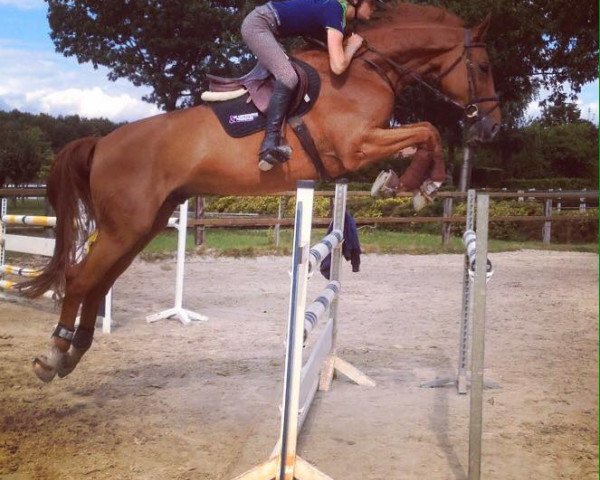 jumper Stakkalu (Hanoverian, 2008, from Stakkato)