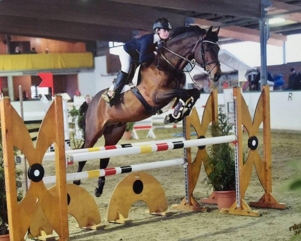 stallion Mr. Bellini (Bavarian, 2007, from Monte Bellini)