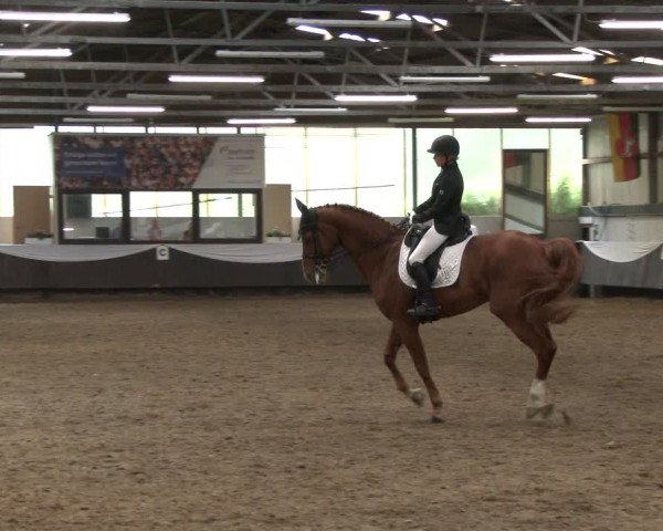Reitturnier Bochum-Nord 2019
