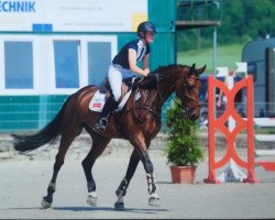 jumper Clay's Solitaire (Oldenburg show jumper, 2010, from Clay)
