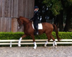 dressage horse Royal Flash 112 (Hanoverian, 2012, from Royal Classic I)