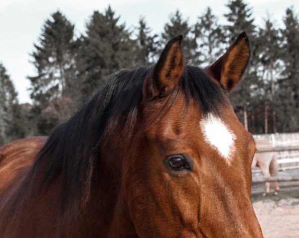 horse Lord Landoran (Oldenburg, 2006, from Lucky-Man) horse Lord Landoran (Oldenburg, 2006, from Lucky-Man)