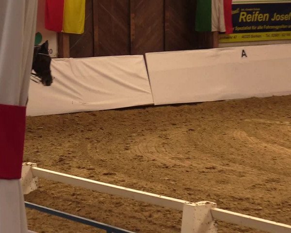 Reitturnier Borken 2019