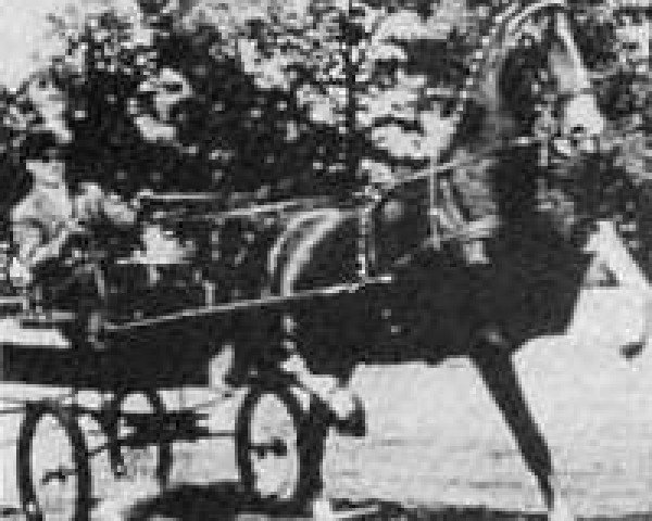 stallion Marfleet Raffles (Hackney (horse/pony), 1956, from Winestead Marmion)