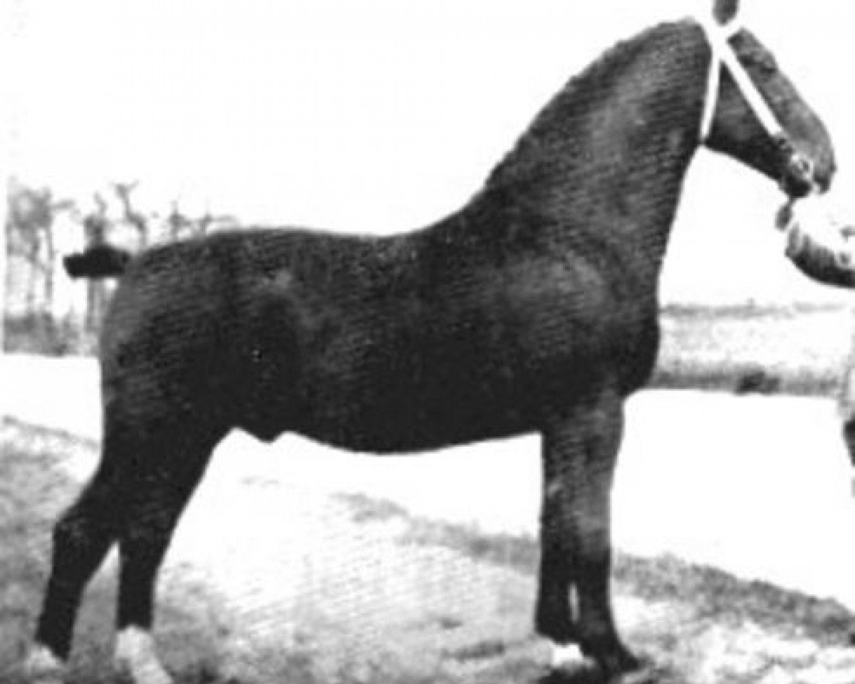 Stallone da monta Waldherr (Oldenburger, 1931, di Gaukler 3397)