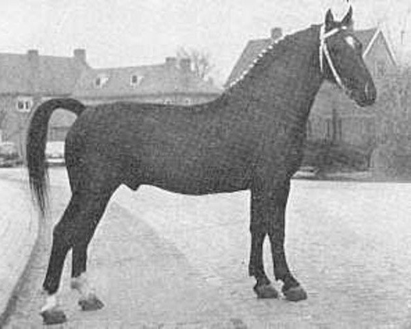 stallion Nubier (Gelderland, 1949, from Graaf van Wittenstein)