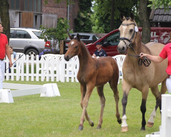 broodmare De Larose (German Riding Pony, 2021, from Dating AT NRW)