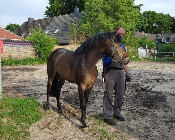 Deckhengst Koetsiershoeve Cream on Top (New-Forest-Pony, 2011, von Bovenheigraaf's Camillo)
